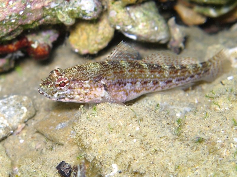 Gobius fallax (Sarato, 1889)